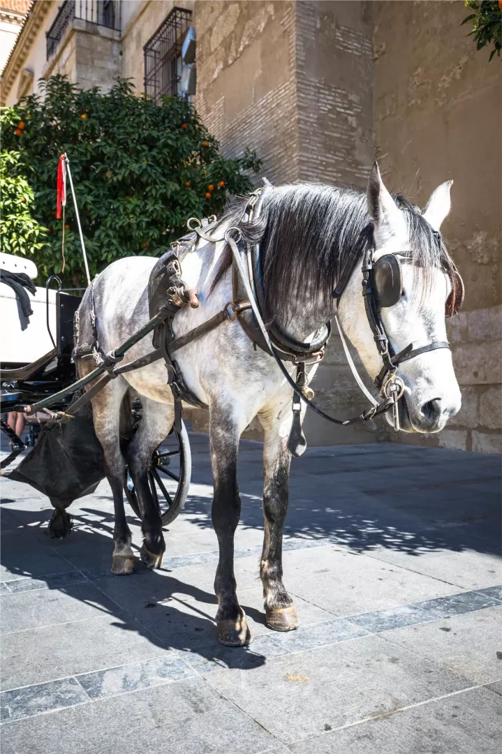 Carriage Equipment and Safety Essentials