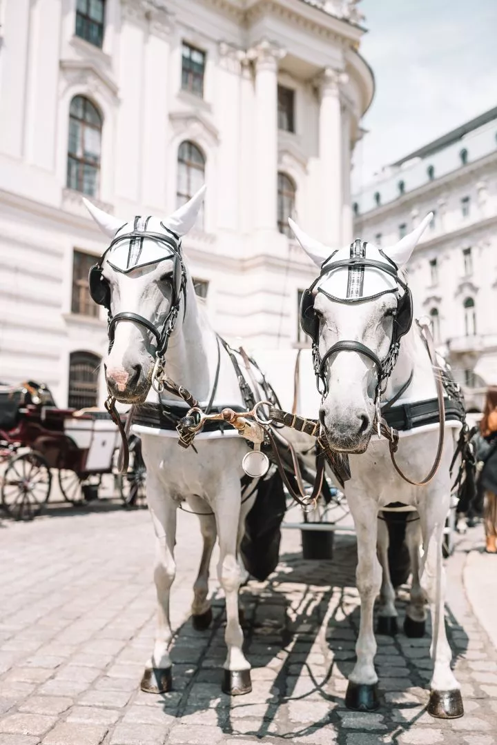 What Training Is Required To Drive A Horse And Carriage?